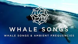 The Best Whale Songs and Ambient Music for Relaxation and Sleep