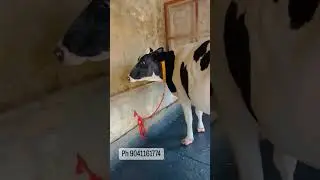 top Hf breed top quality biggest milk #cow #cowlover #youtubeshorts #youtubefeed #milkqueen #viral