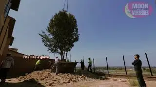 Southern California Tree Installation - Moon Valley Nurseries