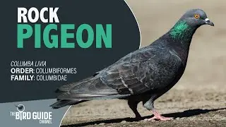 Rock Pigeon | Field and Stream (The Bird Guide Channel)