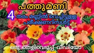 പത്തുമണി ചെടിക്ക് ഇത്രയും വേഗത്തിൽ വേര് പിടിക്കുമെന്ന് കരുതിയില്ല 😍#pathumani #garden