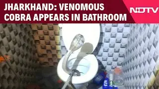 Jharkhand News | Panic In Jharkhand's Pakur District As Snake Appears In Bathroom