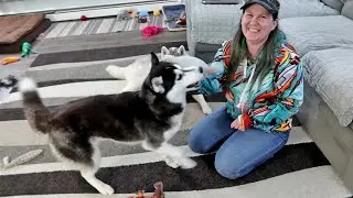Husky Only Wants the Toy I Have