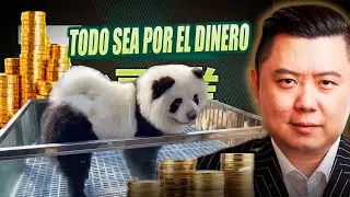 LOS FAMOSOS PERROS PANDA Y SU TRISTE REALIDAD 🐼🐶