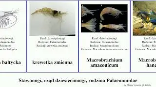 Stawonogi, rząd dziesięcionogi, rodzina Palaemonidae macrobrachium arthropoda japonicum krewetka