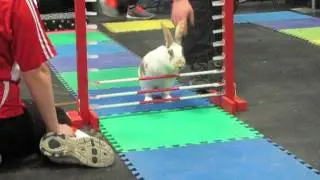 Edmonton Pet Expo High Jump, Felix 1