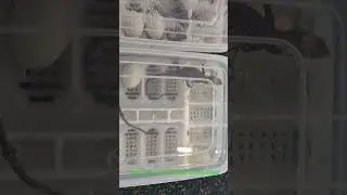 Baby Dragons Hatching and some Baby Monitors #dragons #reptiles #varanus #witblits #baby #hatching