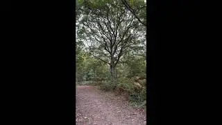 Autumn Mindfulness Walk 🍁 Forests & Heathland at Bookham, Headley & Langley Vale