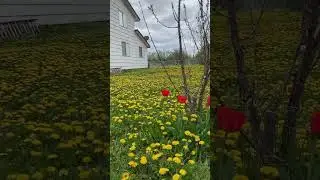 Winter to Spring Blooming Dandelions #dandelions #blooming #spring #wildflowers #edibleflowers