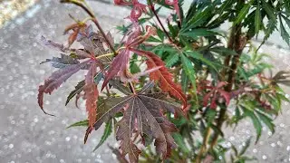 Acer Palmatum Jerre Schwartz Japanese Maple