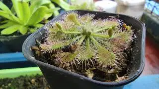 Venus flytrap, Drosera capensis and Drosera tokaiensis
