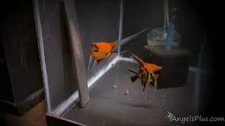 Koi Angelfish Breeding Pair 3517