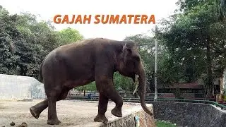 Gajah Sumatera di Kebun Binatang Ragunan