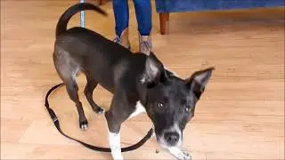 HAPPY - Oak Hill Animal Rescue