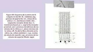 La misteriosa vision de los cefalopodos