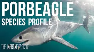 PORBEAGLE SHARK | Shark Profile #1