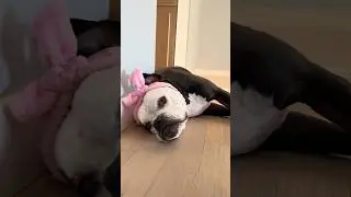 Life of a Showgirl 🤍🎬 #lifewithlucy #lifeisbutadream #lifeofashowgirl #bulldog