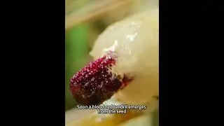 A terrifying plant that parasitizes the body of a cactus. #animals #nature #earth #plants