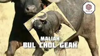 Maliah, Bul muon Chol geah 2023