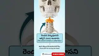 Veterinary Anatomy: Bones & Joints Bits in Telugu 🦴 #Shorts #facts #viral #viralvideo #viralshorts
