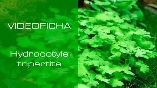 Hydrocotyle tripartita - VideoFicha - Un trébol para tu acuario! ☘️ - PezVerde