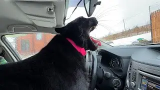 Скучный день/ Пантера Луна хочет за руль Субару🤪