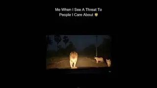 Lion Alpha 🦁