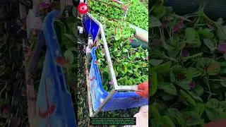 Fresh & Green: Harvesting Edible Amaranth Leaves! 🌿