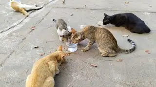 🌞🐱 On Hot Days, the Lives of Stray Cats Depend on Sharing Water and Food with Love.🥰🥰