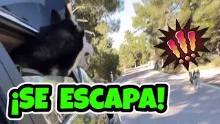 БОМБОН 🐶 СБЕЖАЛ! 😱 История невероятного побега моей хаски
