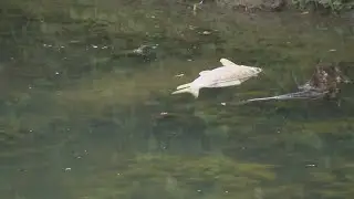 Ischua Creek fish kill update: DEC orders cheese company 'to take immediate actions'