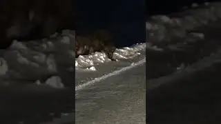 GRABAN LOBO GIGANTE en YELLOWSTONE ⚠️🐺