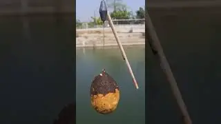 #laddu #katla #katla fish bait