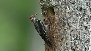 Yellow-bellied sapsuckers feeding nestling