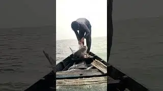 bahut hi bada katla machali jall se nikalte hue Part-3 🐟 #silure