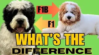 F1 & F1B Breakdown: Saint Berdoodles and Newfipoos.  See the difference.