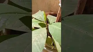 सुवर्ण चंपा #new leaves arrived # सोन चाफा
