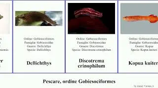 Pescare, ordine Gobiesociformes fish pellegrini fasciatus Trachelochismus Apletodon lepadogaster