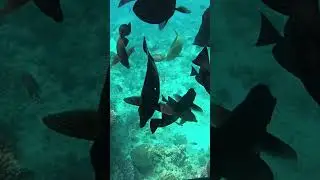 Time for diving. Бухта Sharks bay. Egypt. Red Sea. Египет. Шарм эль Шейх #egypt #diving #fishvideo