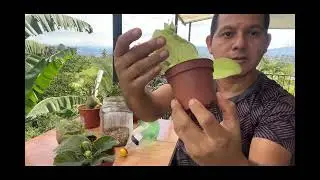 C&oacute;mo germinar semillas de gloxinia
