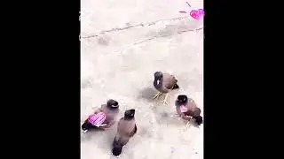 AVIAN GROUP DISCUSSION... 🦅