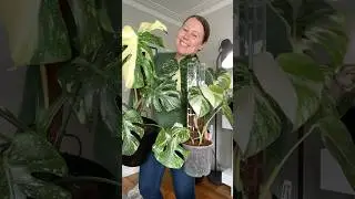 Difference Between Monstera Albo & Thai Constellation? #monsteraalbo #monsterathaiconstellation
