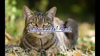 MATLY &mdash; Ты похож на кота tiktok remix (минусовка, Instrumental)