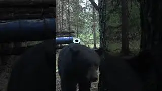 Bear Gets Too Close #bearhunt #blackbear #bears