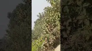 # short video #bhojpuri #song #basanti Bi aar board# Rekha paswan04