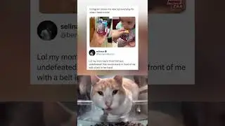 Sandal just as effective 🩴| #funny #memes #jokes #cat #relatable #viral #trending #shorts