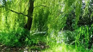 A Walk in Whitemoor Nature Reserve March Cambridgeshire