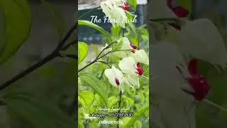 Bleeding heart plant #bleedingheartplant #onlineplant