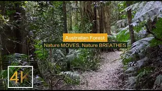 100% Real Nature | Relaxing River & Birdsong | No Artificial Sounds