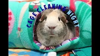 Messy To Spotless: 3 Guinea Pig Cages With Fleece Cleaned